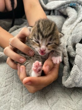 EGYPTIAN  MAU  KITTENS