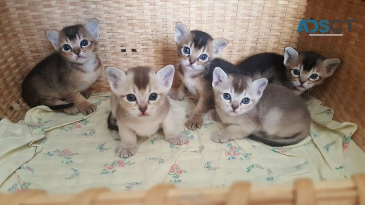 BURMILLA    KITTENS