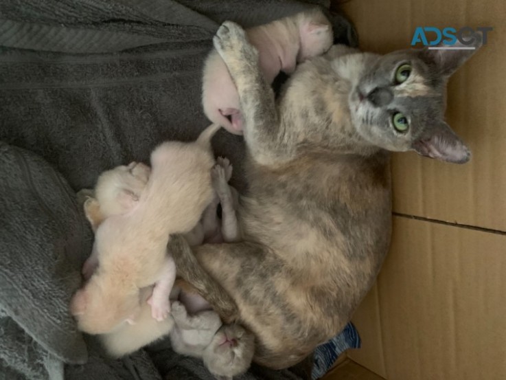 BURMESE BABY KITTENS