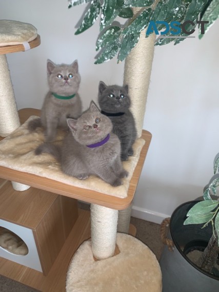 BRITISH SHORTHAIR KITTENS