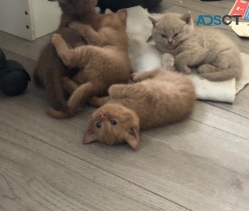 BRITISH SHORTHAIR KITTENS