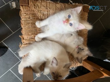 BIRMAN   KITTENS READY NOW