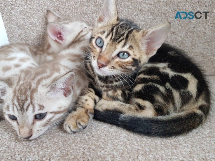 PURE BENGAL KITTENS