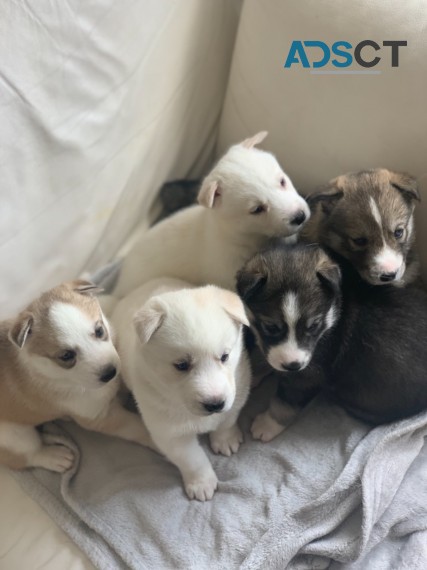 SIBERIAN HUSKY PUPPIES FOR A LOVING HOME