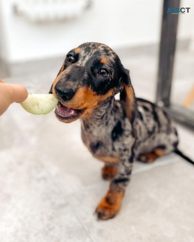 Male Frankie. Miniature dachshund puppy 