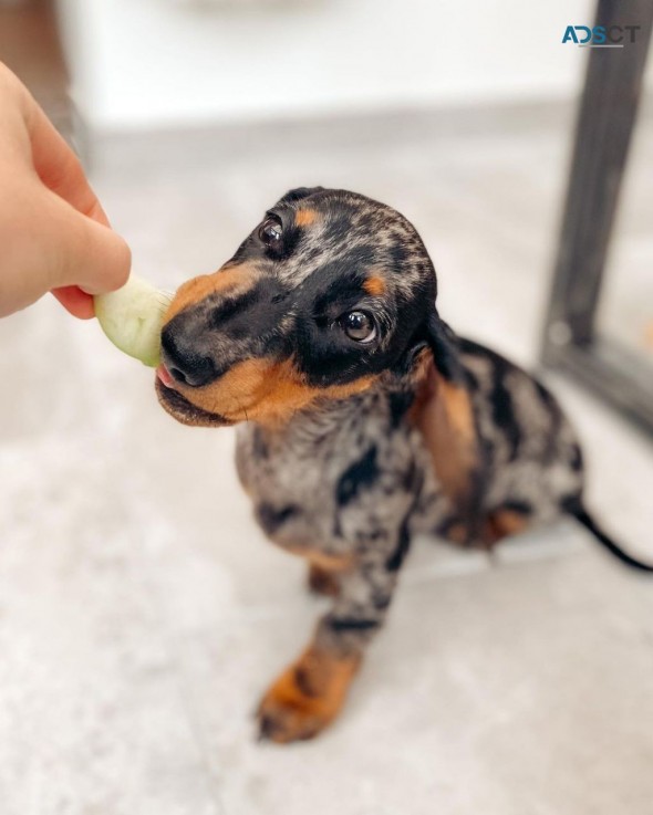 Male Frankie. Miniature dachshund puppy 