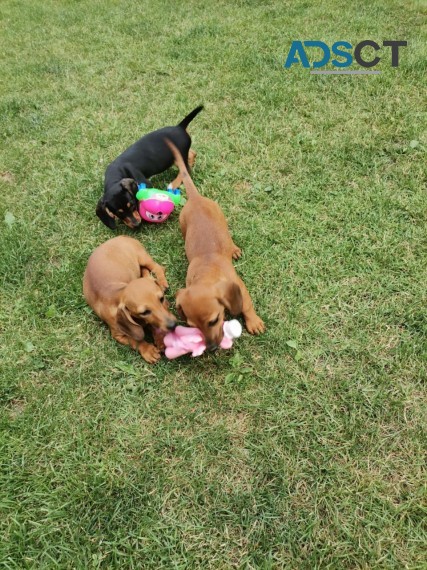 ADORABLE DASCHUND PUPPIES FOR SALE