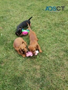 ADORABLE DASCHUND PUPPIES FOR SALEADORAB