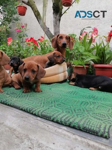 ADORABLE DASCHUND PUPPIES FOR SALEADORAB