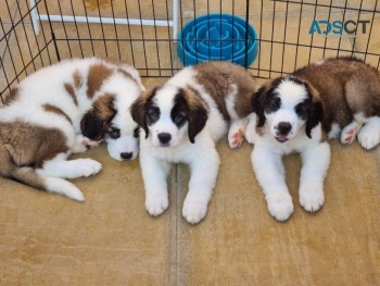 UNIQUE  SAINT BENARD PUPPIES