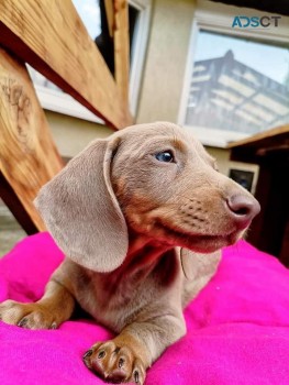 Dachshund puppies 