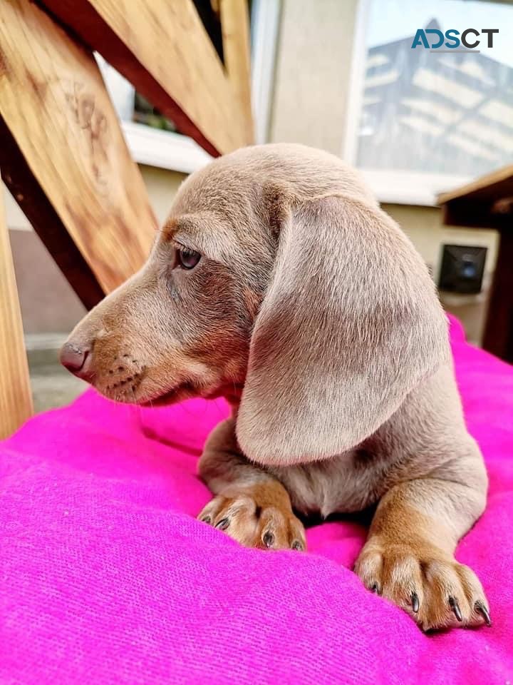 Dachshund puppies 