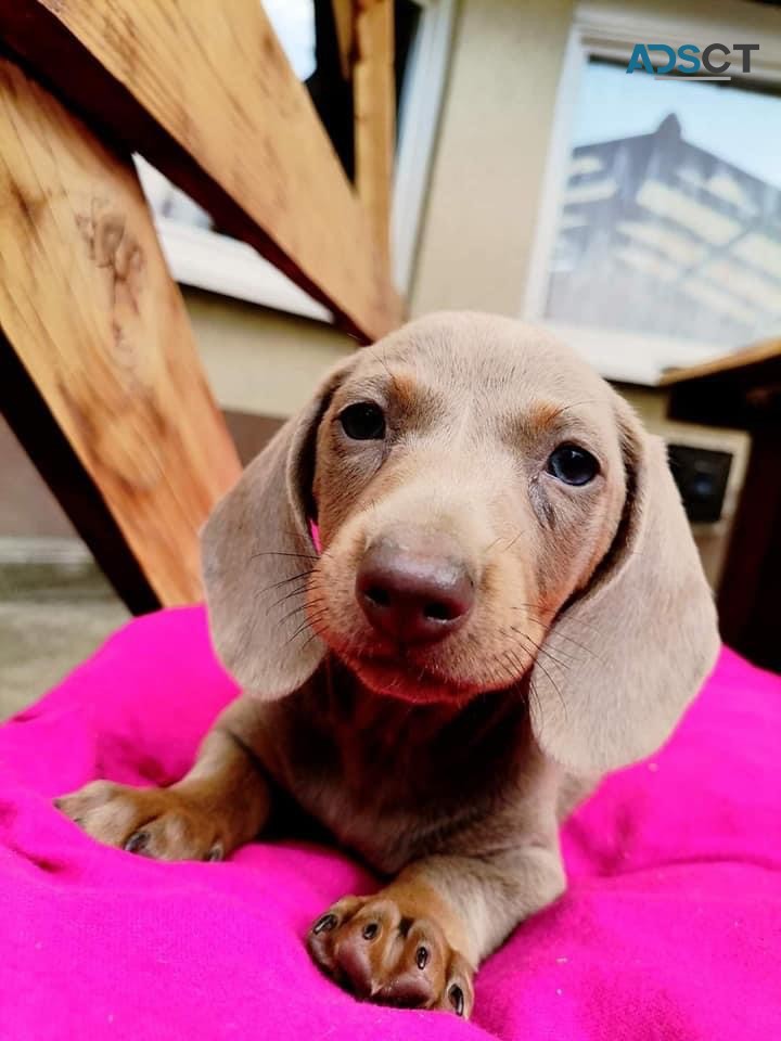 Dachshund puppies 