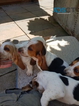 BASSET HOUND PUPPIES FOR SALE