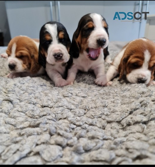 BASSET HOUND PUPPIES FOR SALE