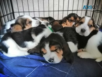 BASSET HOUND PUPPIES FOR SALE