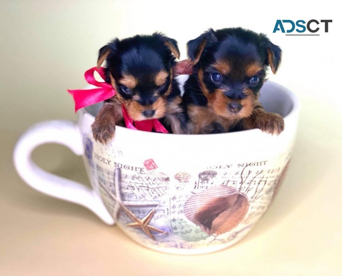 YORKSHIRE  TERRIER   PUPS