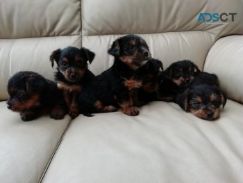 YORKSHIRE  TERRIER   PUPS