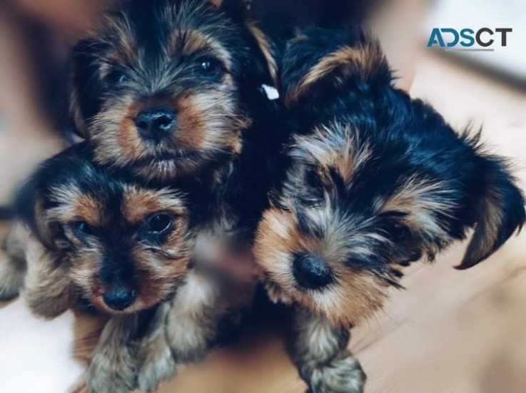 YORKSHIRE  TERRIER   PUPS