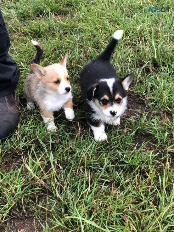 WELSH CORGI PUPPIES FOR SALE