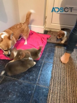 WELSH CORGI PUPPIES FOR SALE