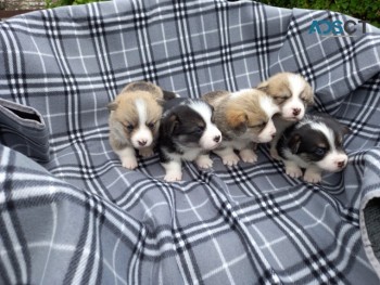 WELSH CORGI PUPPIES FOR SALE