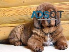 TIBETAN  MASTIFF PUPPY AVAILABLE NOW