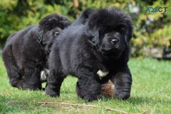 TIBETAN  MASTIFF PUPPY AVAILABLE NOW