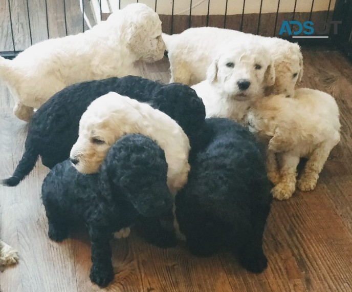 STANDARD POODLES AVAILABLE NOW FOR SALE