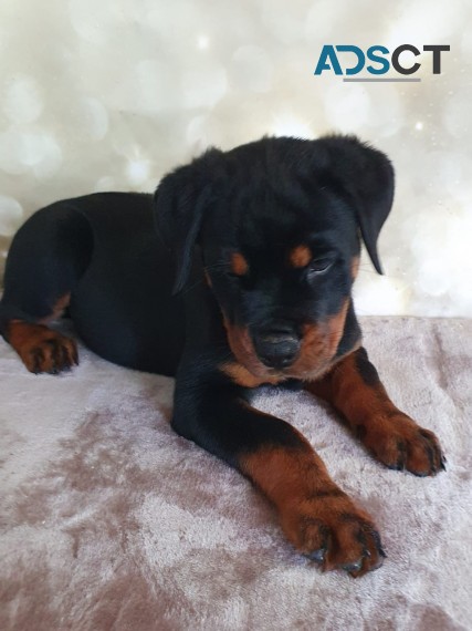 Rottweiler puppies for sale