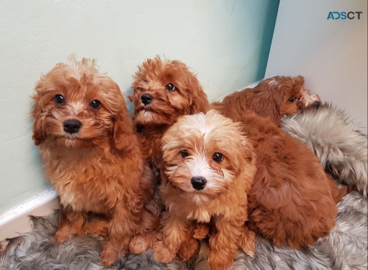 Cavapoo Puppies for rehoming