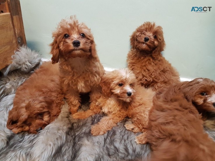 Cavapoo Puppies for rehoming