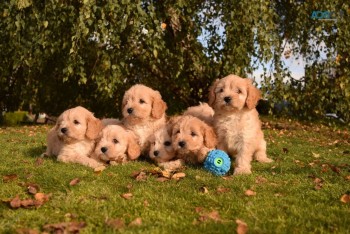 Adorable Cavapoo puppies