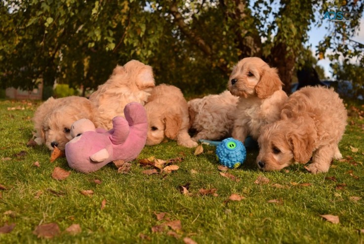 Adorable Cavapoo puppies