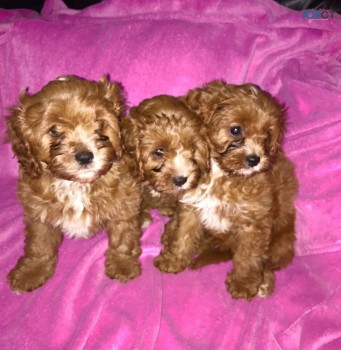 Cavapoo puppies