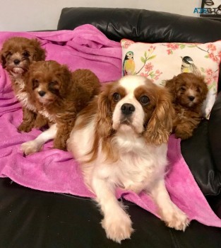 Cavapoo puppies