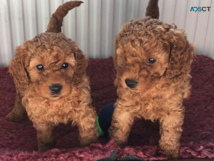 Cavapoo puppies