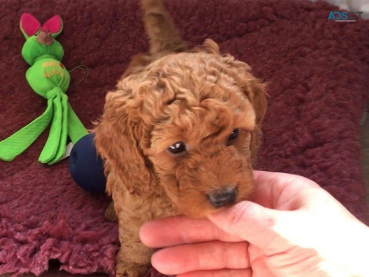 Cavapoo puppies