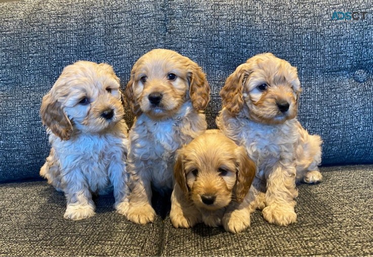 Amazing Cavapoo puppies