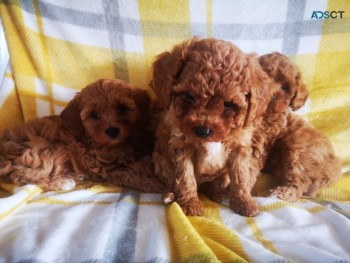 Male and Female Cavapoo puppies