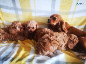 Male and Female Cavapoo puppies