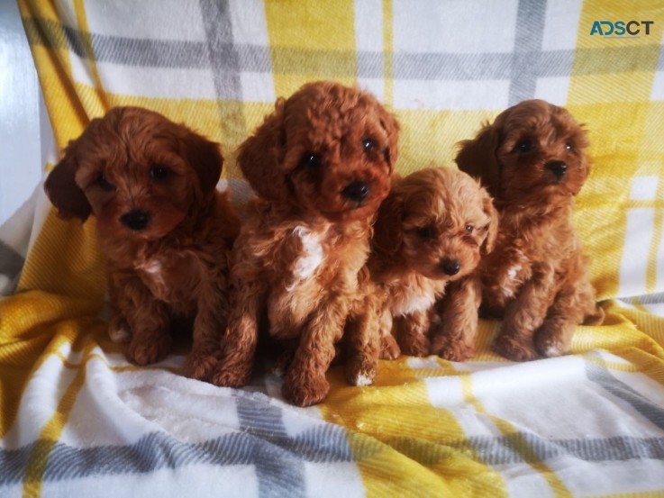 Male and Female Cavapoo puppies