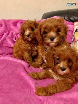 Male and Female Cavapoo puppies