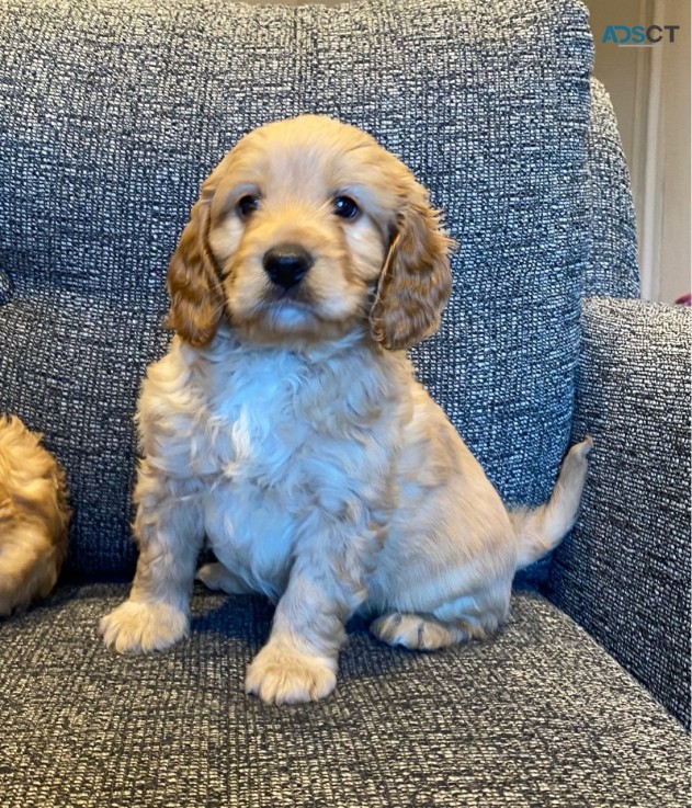 Cavapoo puppies