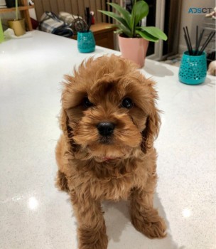 Cavapoo Puppies for rehoming