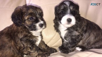 Cavapoo puppies