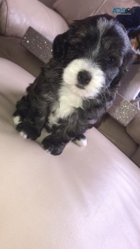 Cavapoo puppies