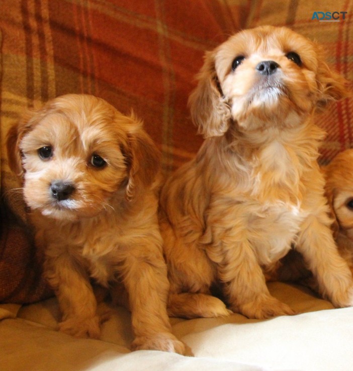 Adorable Cavapoo puppies