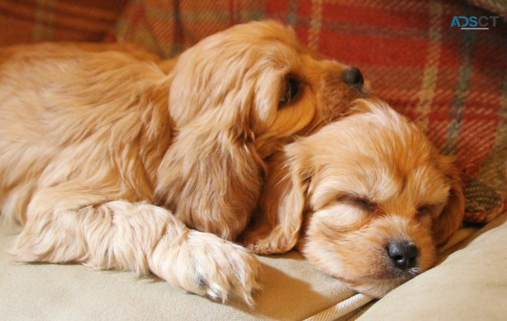 Adorable Cavapoo puppies