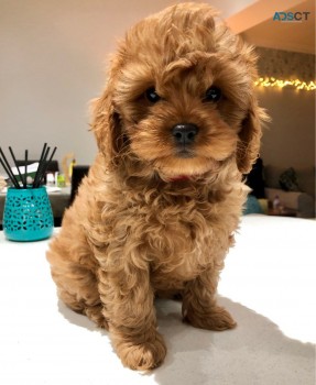 Adorable Cavapoo puppies